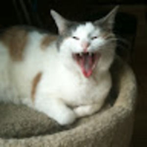 Meet your Posher, Margaret